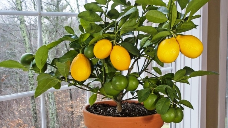 When does a lemon start to bear fruit at home?