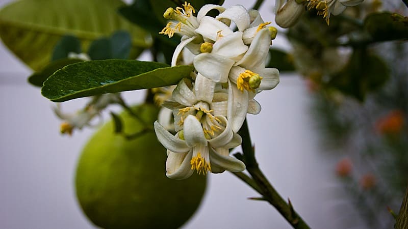 When does a lemon start to bear fruit at home?