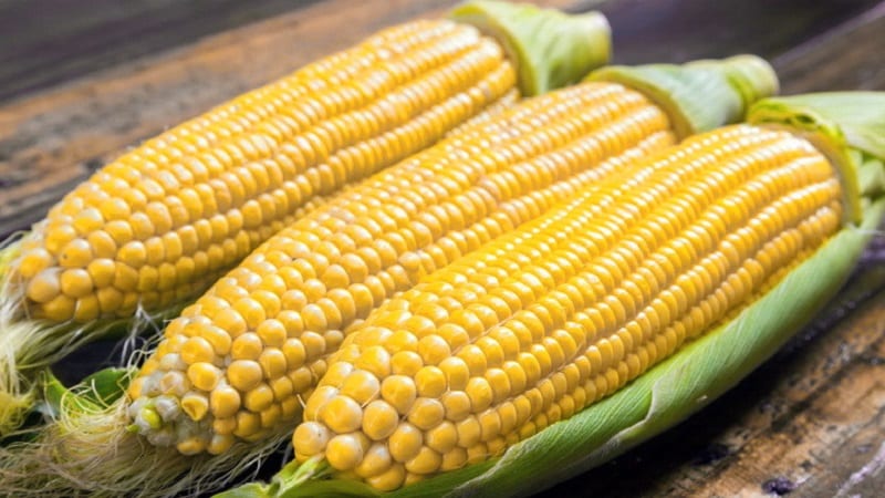 Harvesting on time: when to harvest corn and how to store it after harvesting