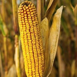 Harvesting on time: when to harvest corn and how to store it after harvesting