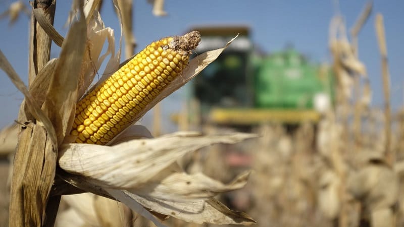 Harvesting on time: when to harvest corn and how to store it after harvesting