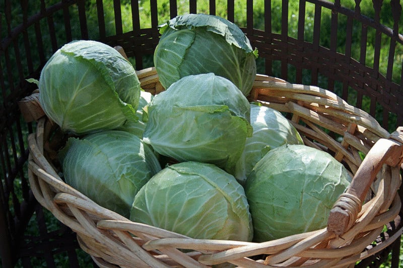 When and how to remove cabbage from the garden