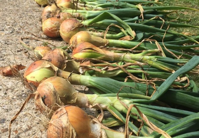 How to determine the optimal timing when to remove Exhibition onions from the garden for storage