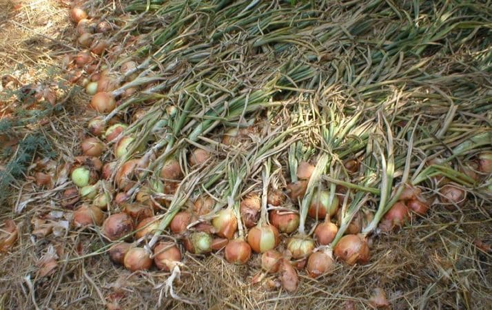 When to remove heirloom onions from the storage bed