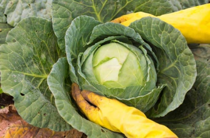 Do I need to pick off the bottom leaves of cabbage?