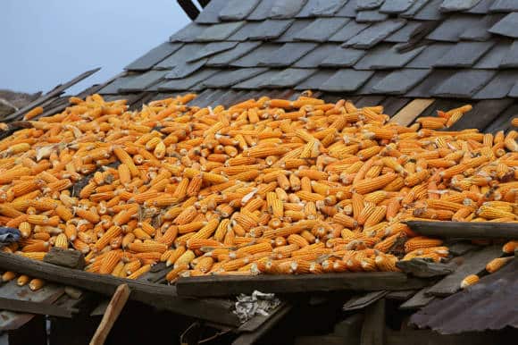 What is a corn dryer, how does it work and how to make it yourself