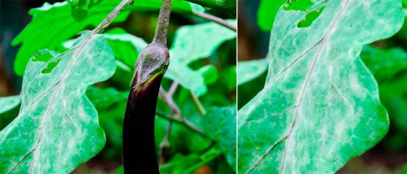The best ways to treat eggplant diseases: photos and descriptions