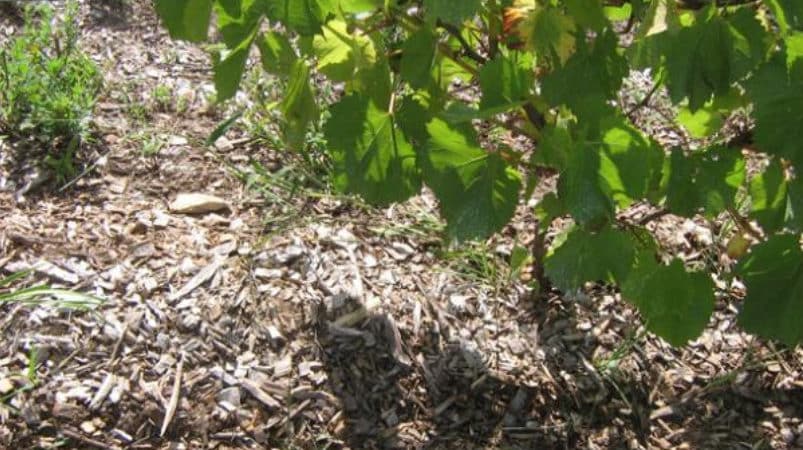Features of pruning Isabella grapes in autumn