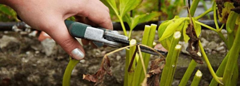 Caring for peonies in August and September