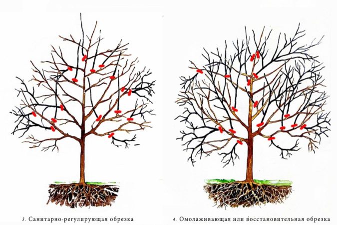 How to grow apricots from seeds at home and in the country