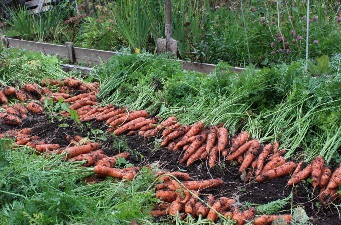 Optimal timing for harvesting carrots in the Urals