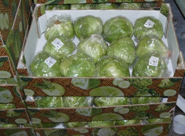 Features of storing cabbage in cling film in the cellar