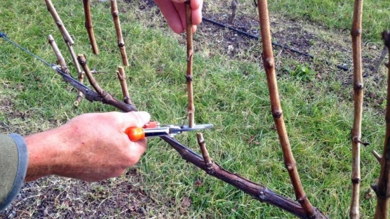Features of pruning Isabella grapes in autumn