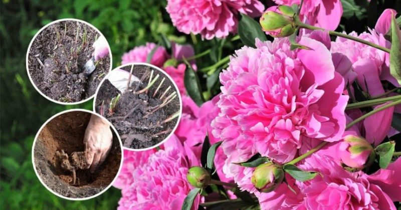 Is it possible to replant peonies in August or is it better in September?