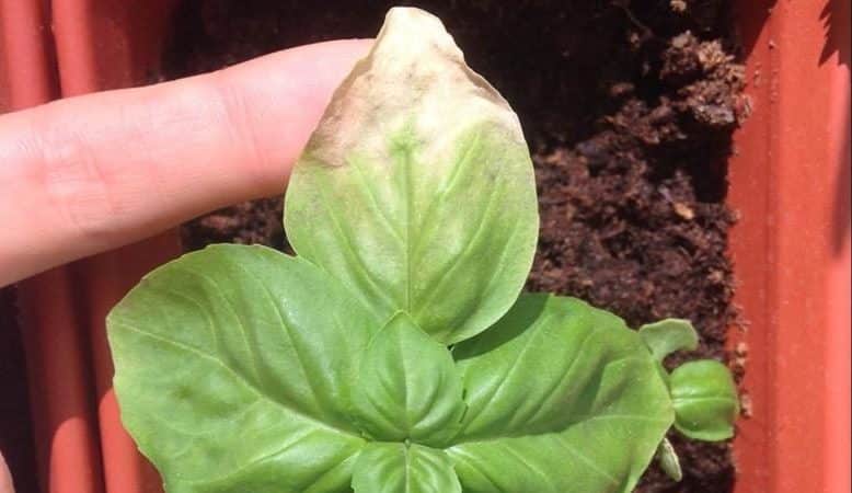 We find out why basil turns yellow and eliminate the problem effectively