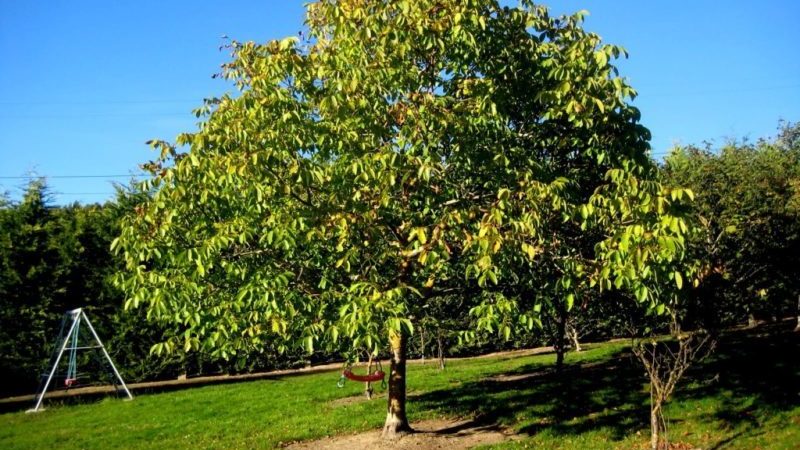 How to properly grow walnuts at home
