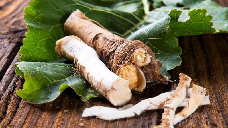 A selection of ways to store horseradish at home