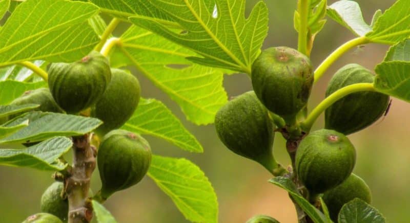 How much and how often to water figs in summer: instructions for beginners