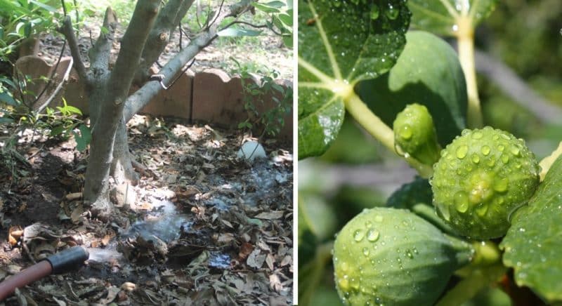 How much and how often to water figs in summer: instructions for beginners