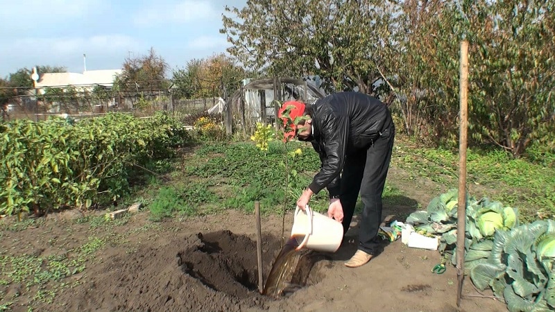 Planting pears in autumn in the Moscow region