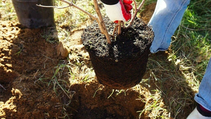 Planting pears in autumn in the Moscow region