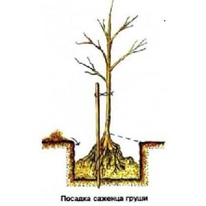 Planting pears in autumn in the Moscow region