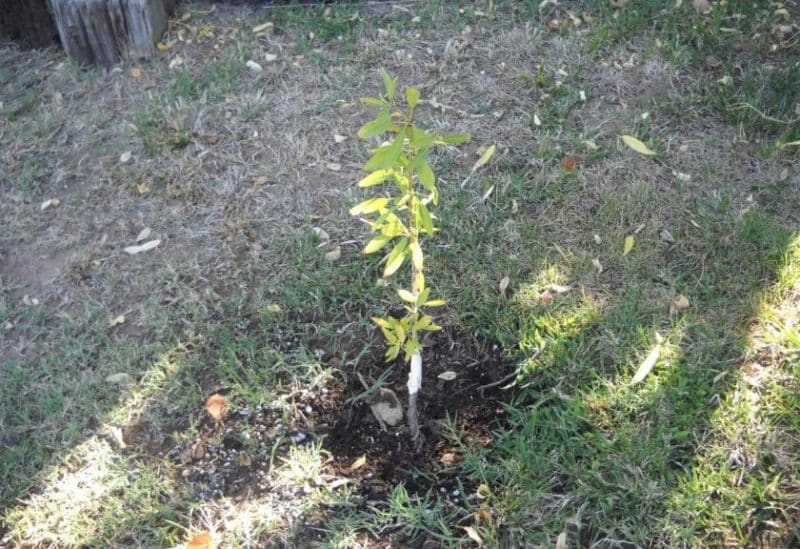 A Guide to Planting Almonds in the Fall for Beginner Gardeners