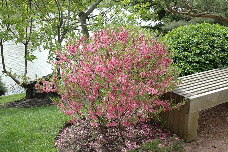 A Guide to Planting Almonds in the Fall for Beginner Gardeners