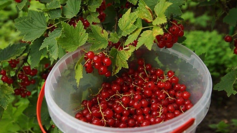 When to pick redcurrants and how to do it quickly