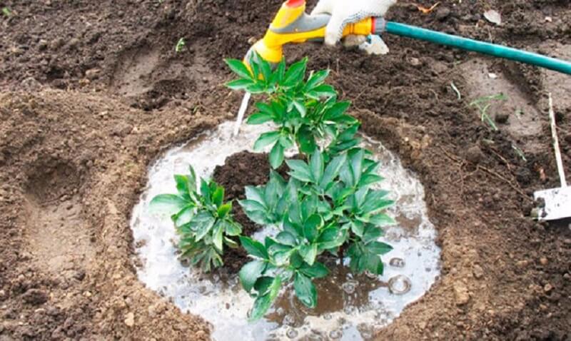 Caring for peonies in August and September