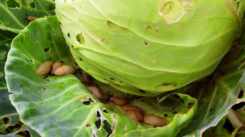 Proven ways to get rid of slugs on cabbage