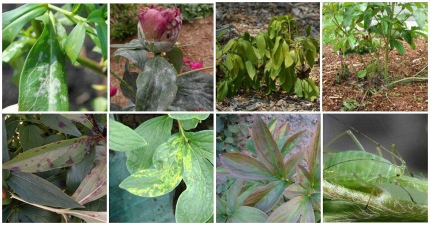 Caring for peonies in August and September