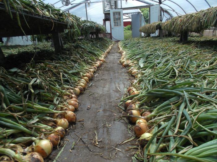 When to remove heirloom onions from the storage bed