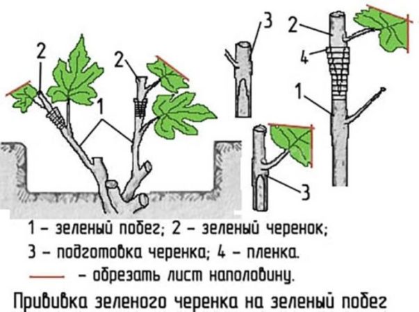 Propagation of grapes by cuttings in autumn