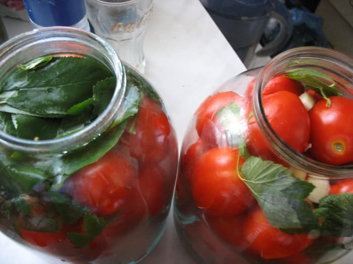How to cook pickled tomatoes at home: top 10 best recipes and recommendations from experienced housewives
