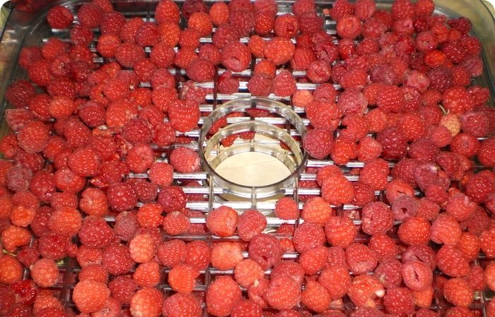 How long and how to dry raspberries in the oven and other electrical appliances correctly