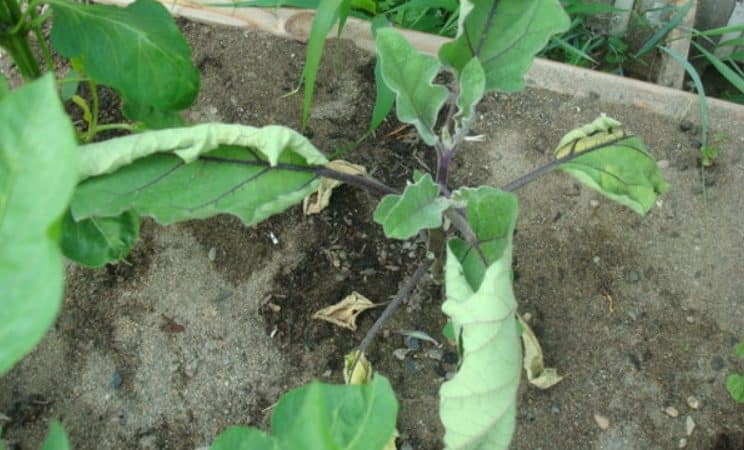 The best ways to treat eggplant diseases: photos and descriptions