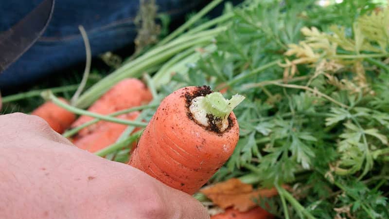 Optimal timing for harvesting carrots in the Urals