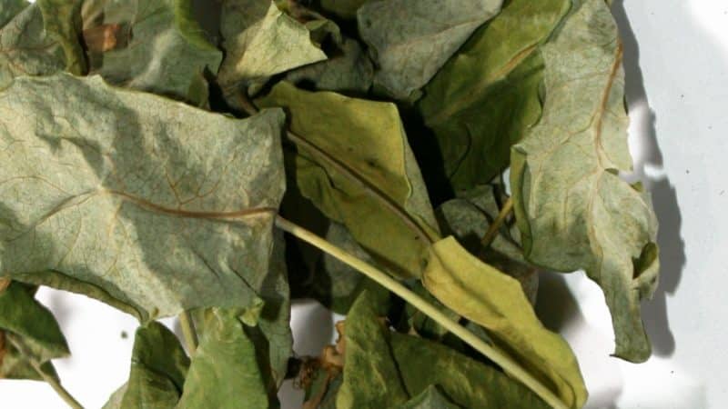 How to properly dry honeysuckle for the winter at home