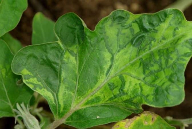 The best ways to treat eggplant diseases: photos and descriptions