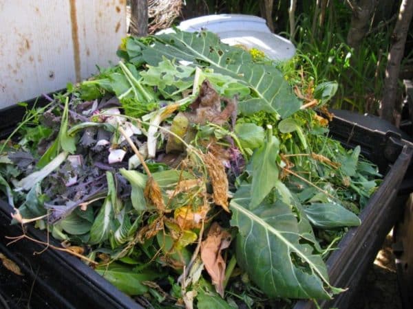 Tips on where to put cabbage leaves after harvesting cabbage, and how they can be useful for the garden