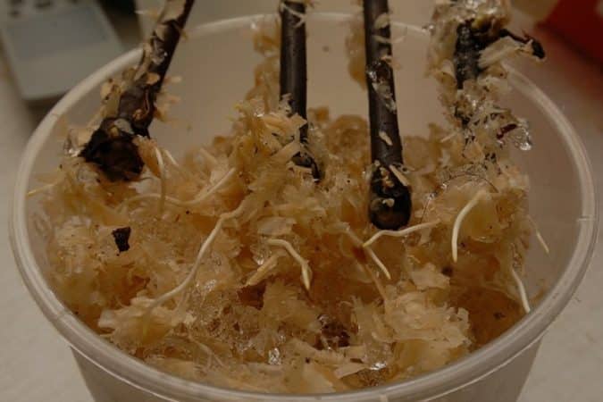 Propagation of grapes by cuttings in autumn