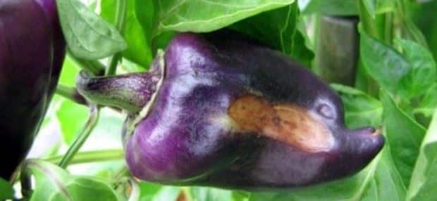 The best ways to treat eggplant diseases: photos and descriptions