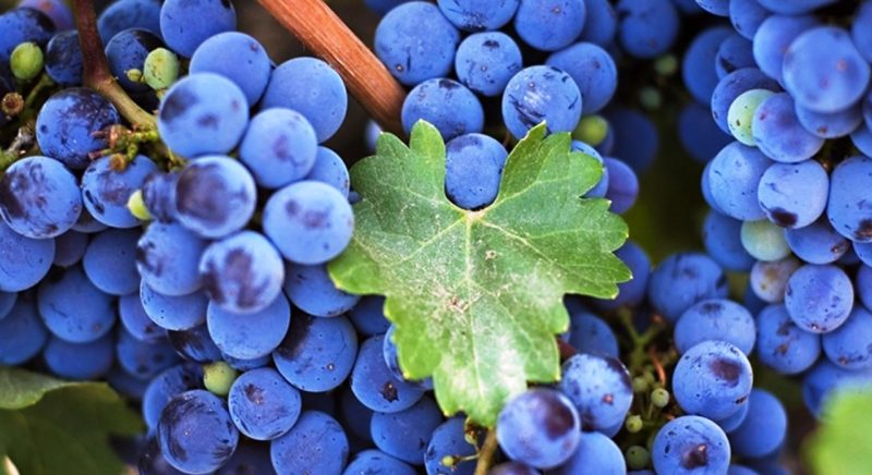 Features of pruning Isabella grapes in autumn