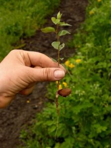 How to grow apricots from seeds at home and in the country