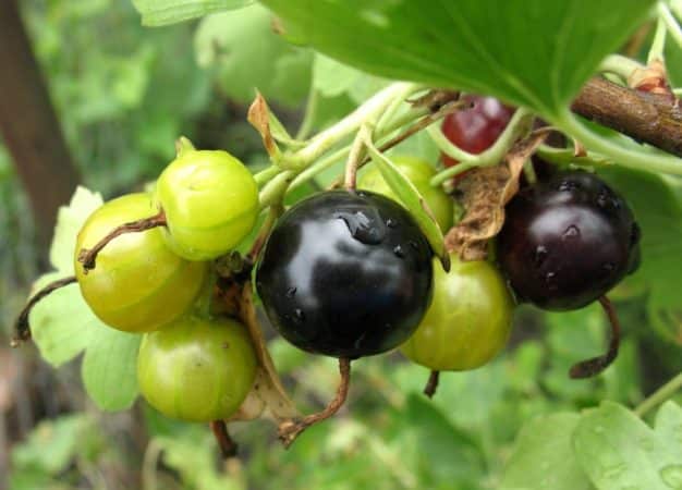 What is good about a hybrid of gooseberries and currants and how to grow it