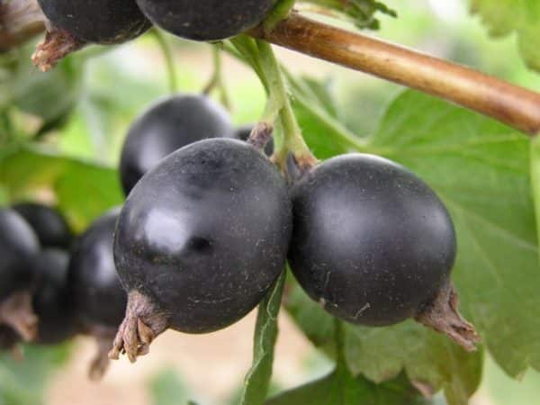 What is good about a hybrid of gooseberries and currants and how to grow it