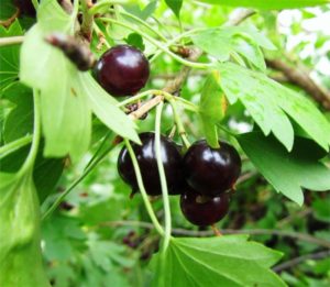 What is good about a hybrid of gooseberries and currants and how to grow it