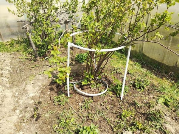 Why do you need supports for currants and how to make them yourself
