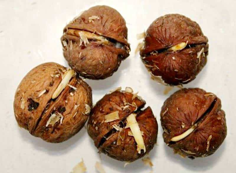 How to properly germinate a walnut at home and replant it in the ground